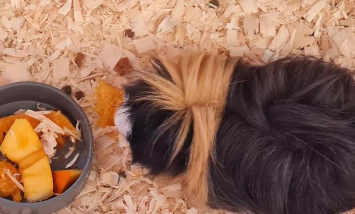A flufffy black and brown hamster eating a bowl of orange pumpkin.